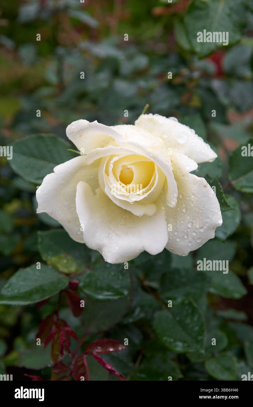 gros plan de rose blanche avec des gouttelettes d'eau dans un fond de jardin flou, belle fleur de floraison prise en flou avec espace de copie Banque D'Images
