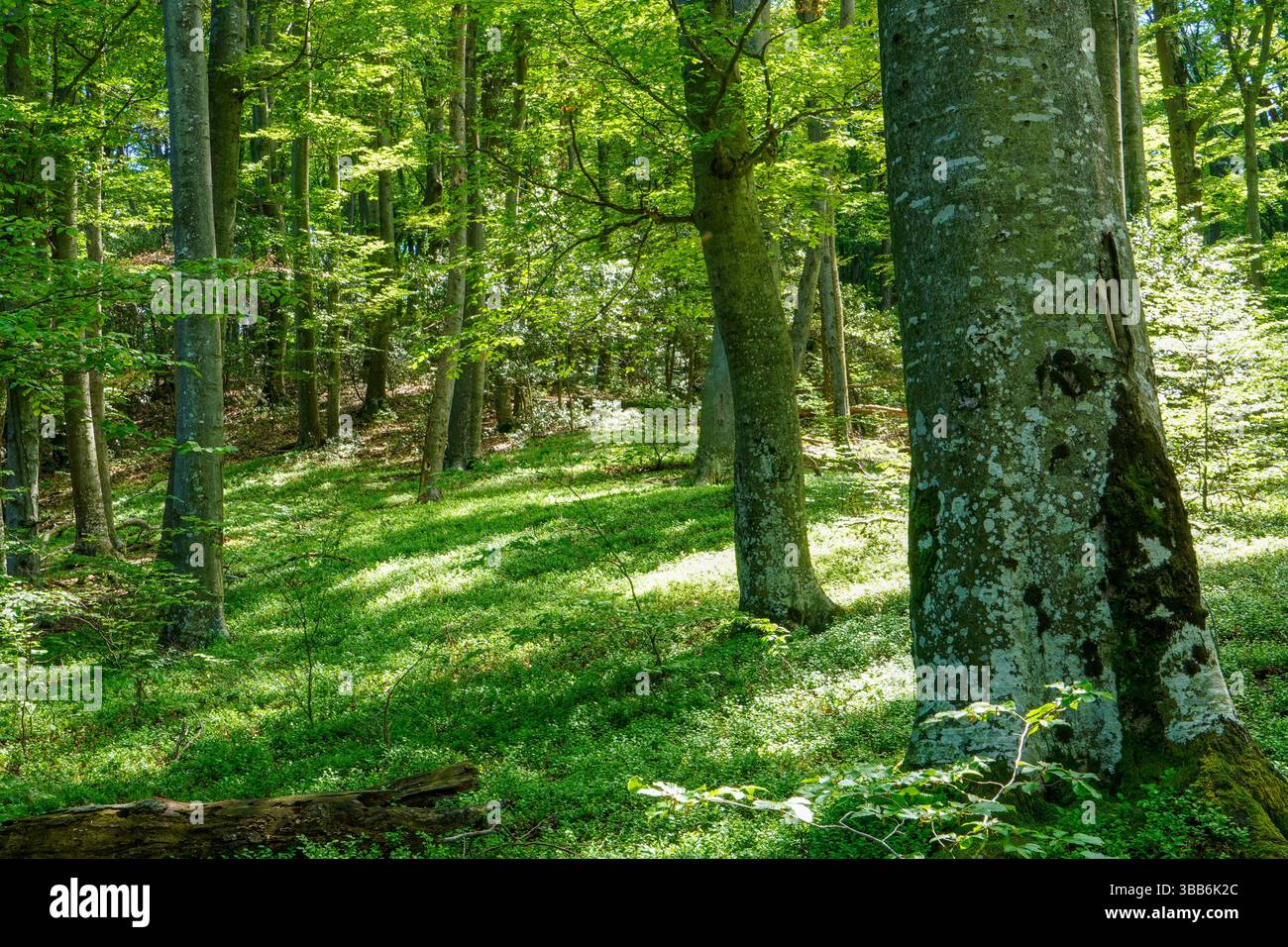 Belle forêt entourée de végétation sauvage. Banque D'Images