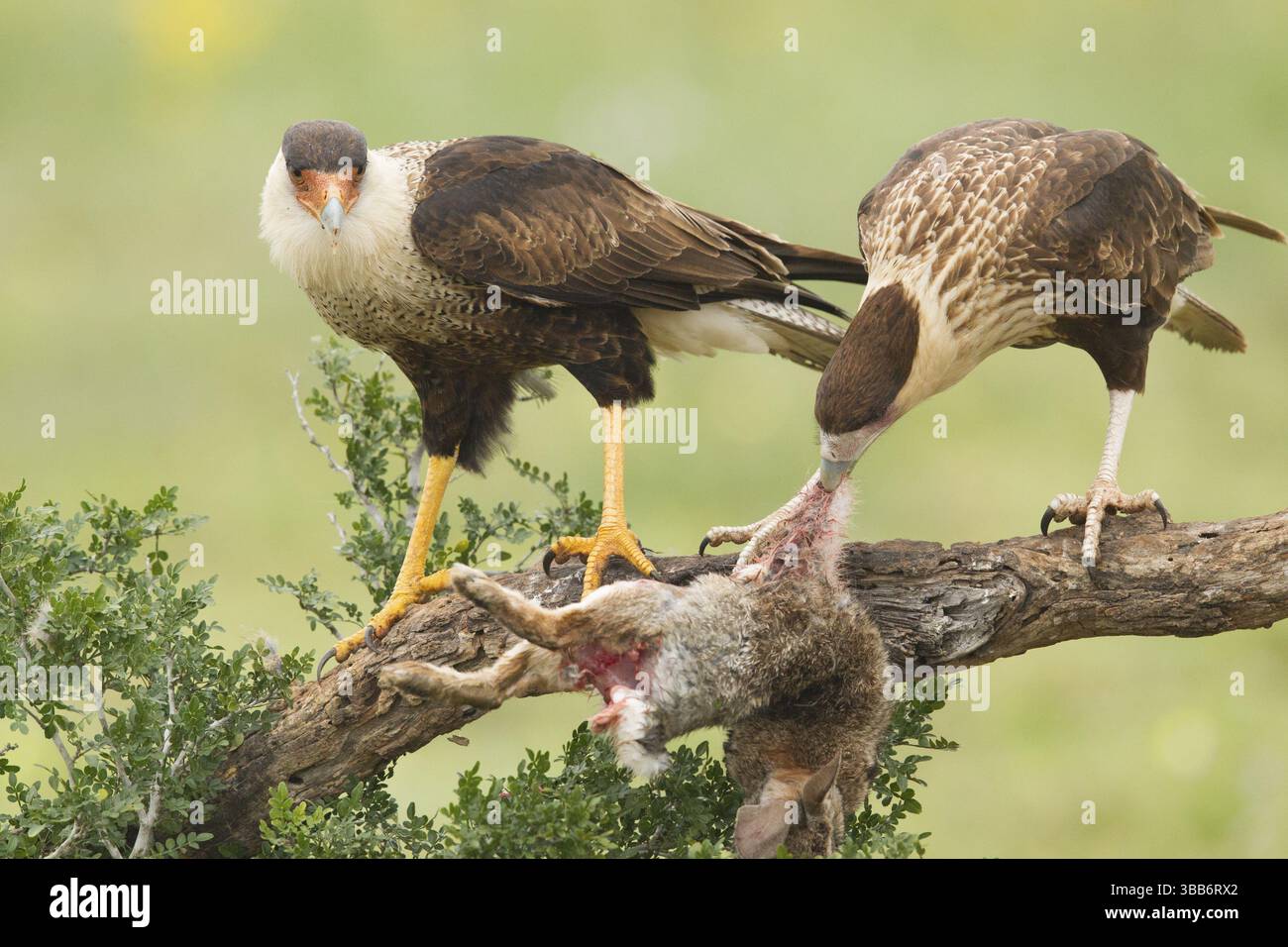 Caracara à crête nordique (Caracara cheriway) juvénile mangent sur charoie, Texas, États-Unis, Amérique du Nord Banque D'Images