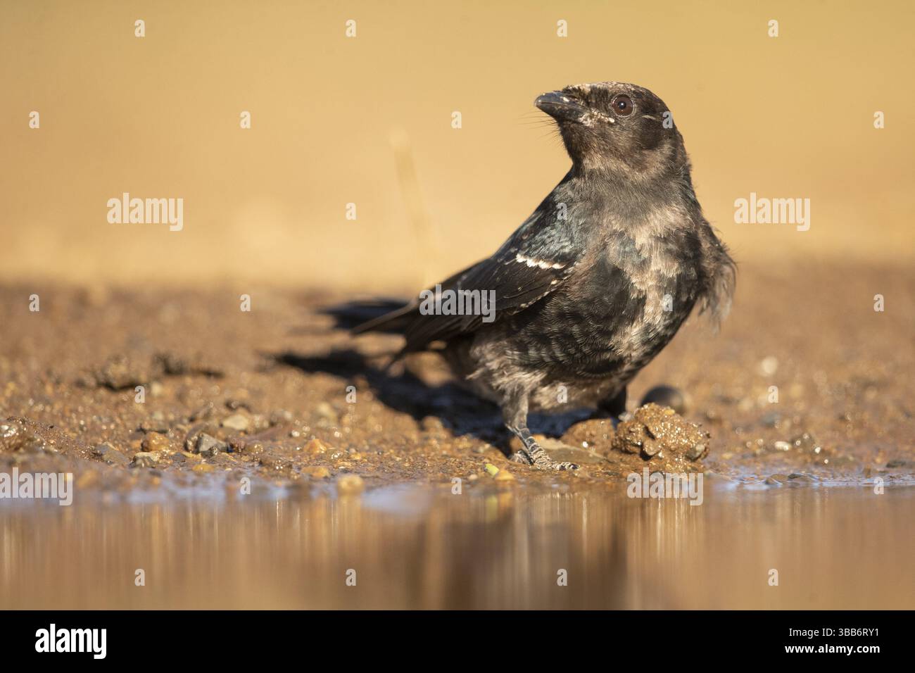 Drongo à queue fourchue (Dicrurus adsimilis) juvénile dans un trou d'eau, Afrique du Sud, Afrique Banque D'Images