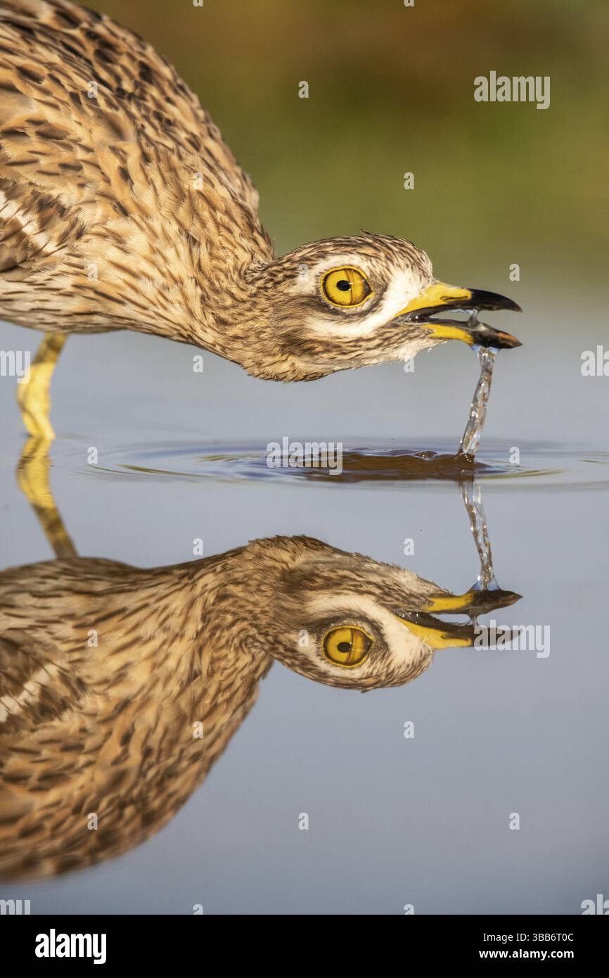 Pierre-courlis eurasien (Burhinus oedicnemus) buvant, Castille-la Manche, Espagne, Europe Banque D'Images