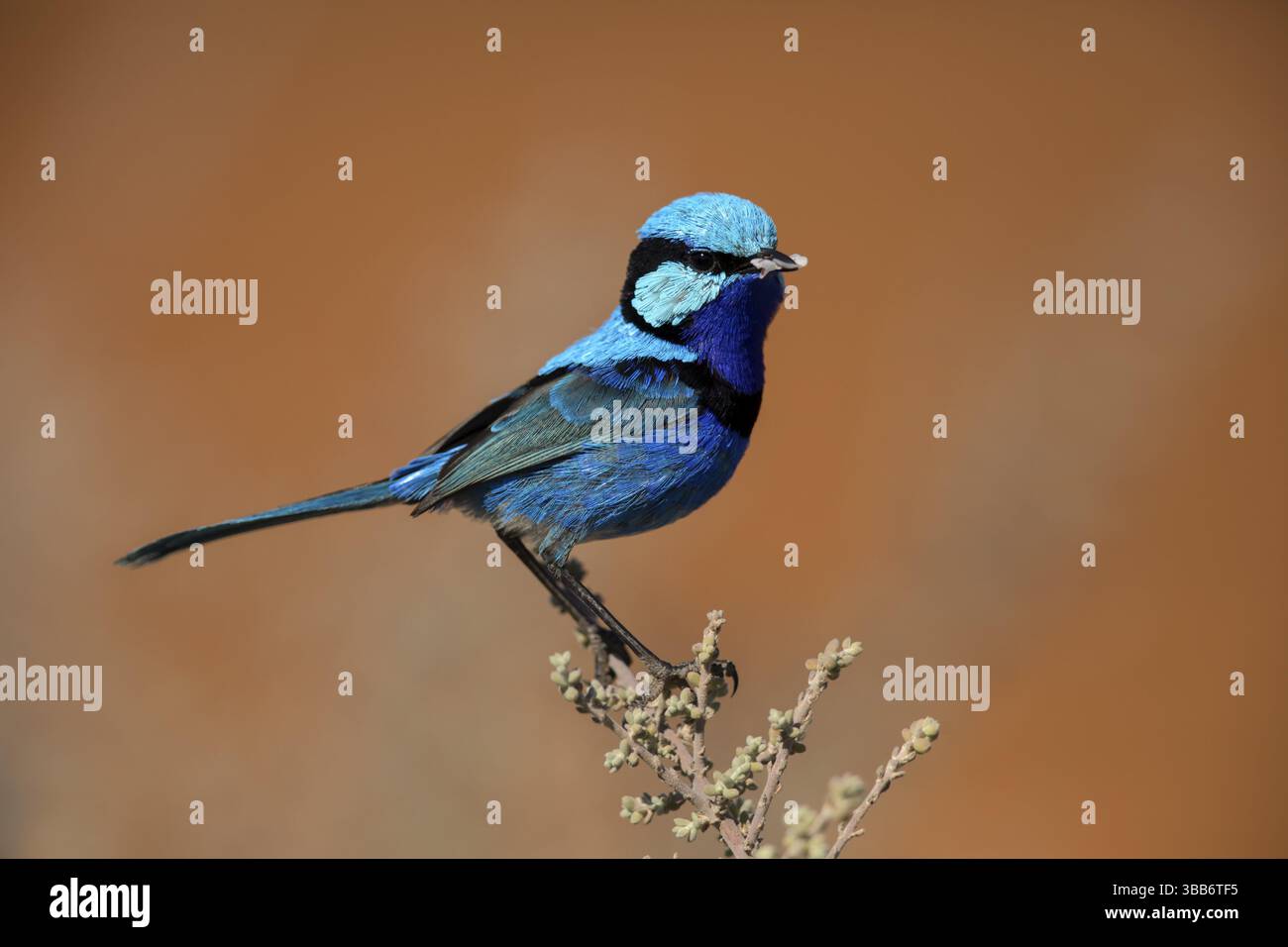 Splendide Fairywren (Malurus splendens callainus) mâle perché sur une branche, Australie méridionale, Australie, Océanie Banque D'Images