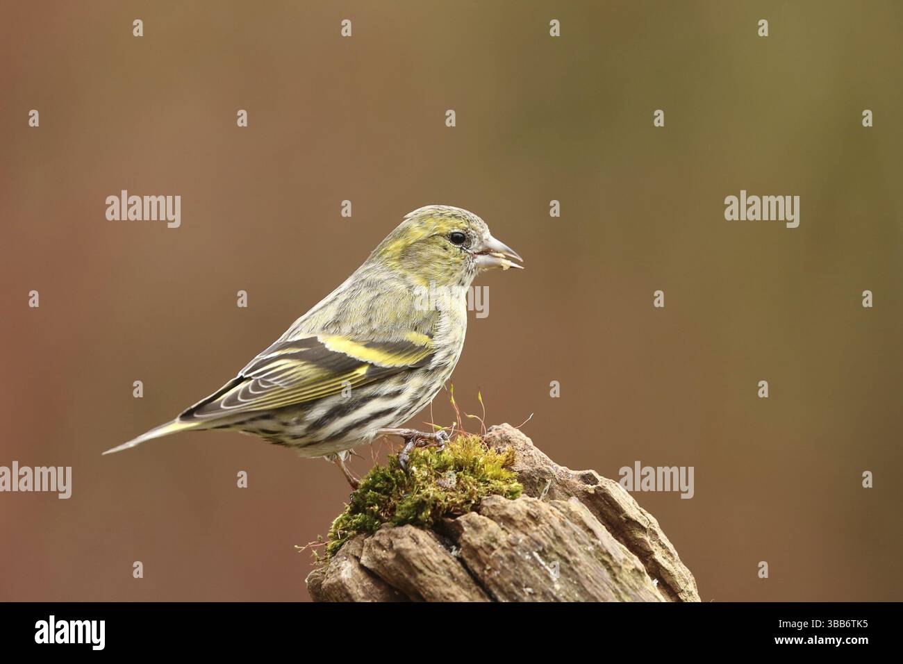 Femelle eurasienne Siskin (Spinus spinus), basse-Saxe, Allemagne, Europe Banque D'Images