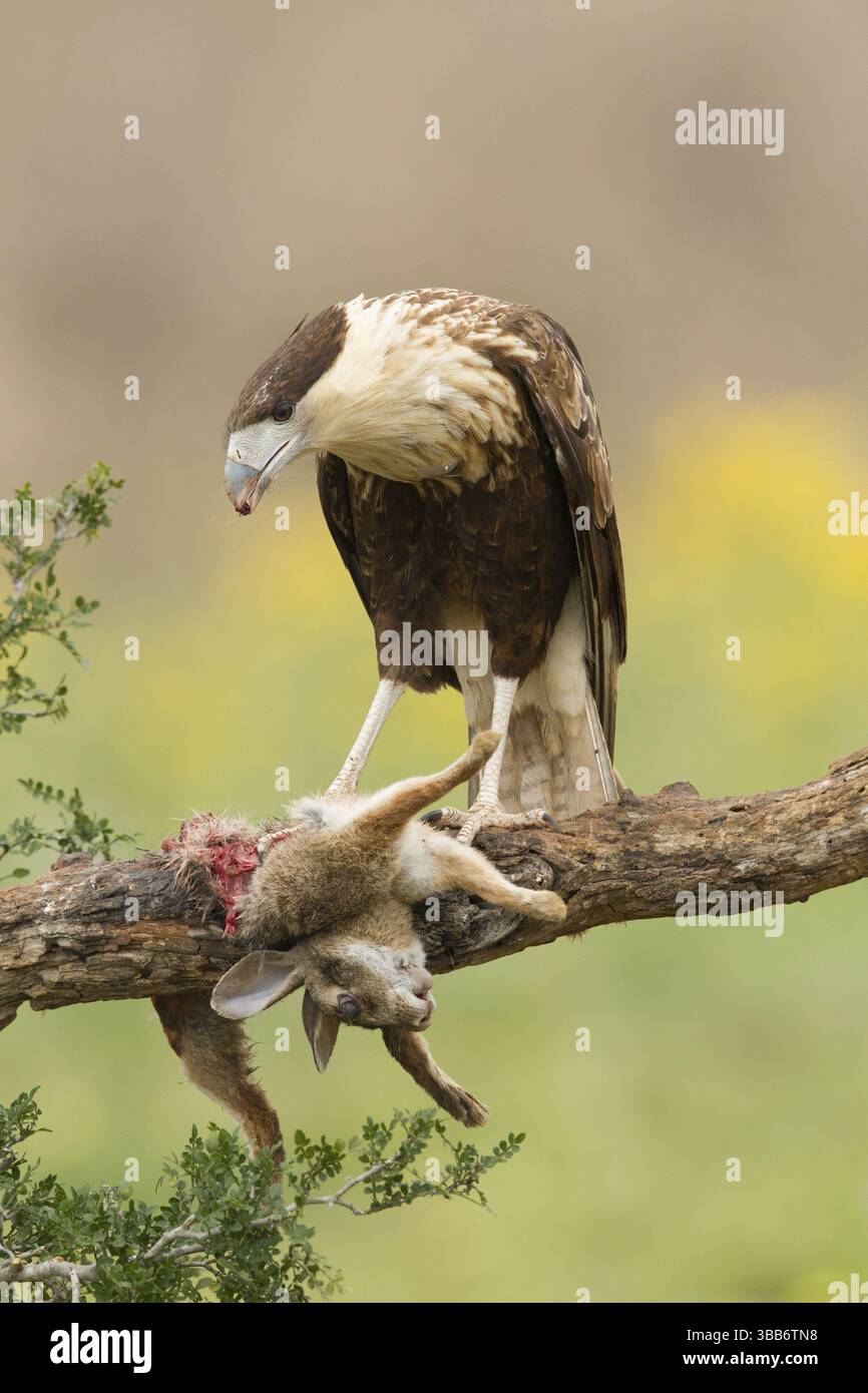 Crête nordique Caracara (Caracara cheriway) juvénile, Texas, États-Unis, Amérique du Nord Banque D'Images