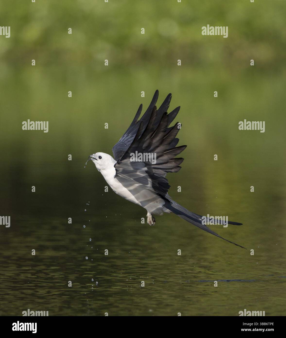 Cerf-volant à queue d'hirondelle (Elanoides forficatus) buvant en vol, Floride, États-Unis, Amérique du Nord Banque D'Images