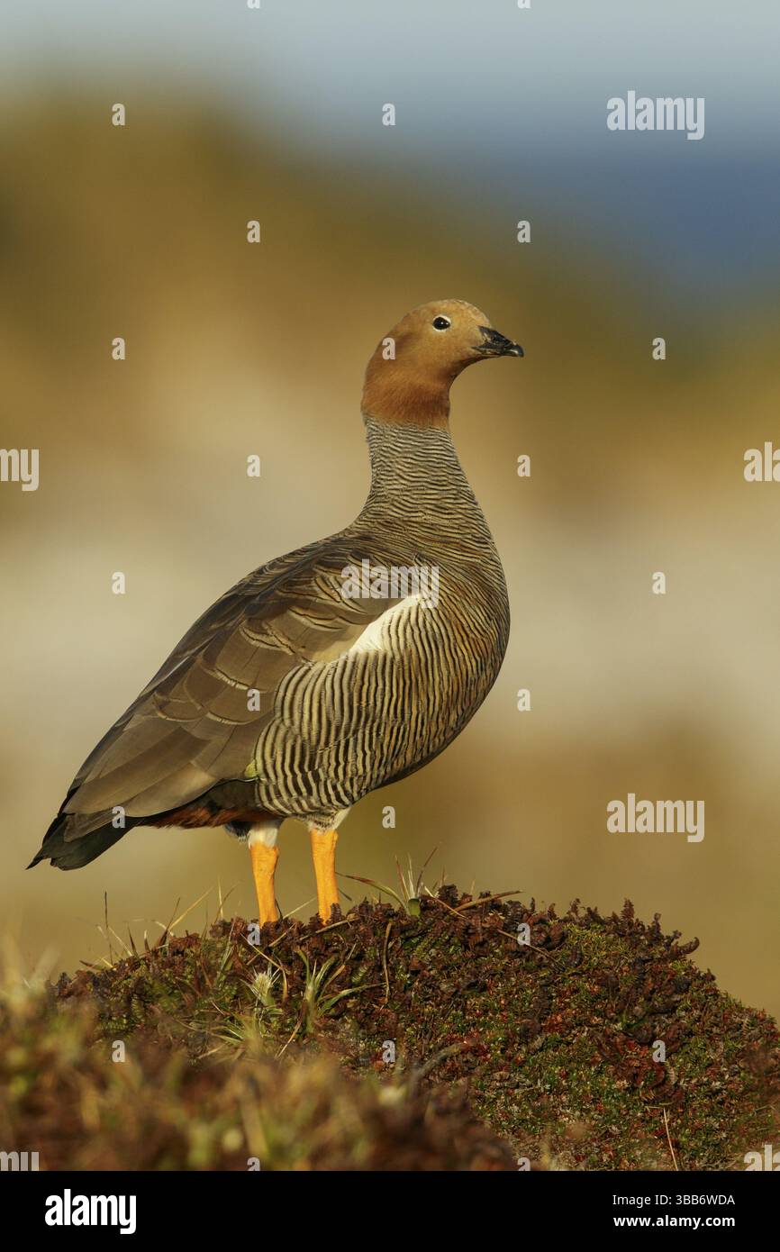 OIE à tête rousse (Chloephaga rubidiceps) perchée sur le sol dans les îles Falkland Banque D'Images