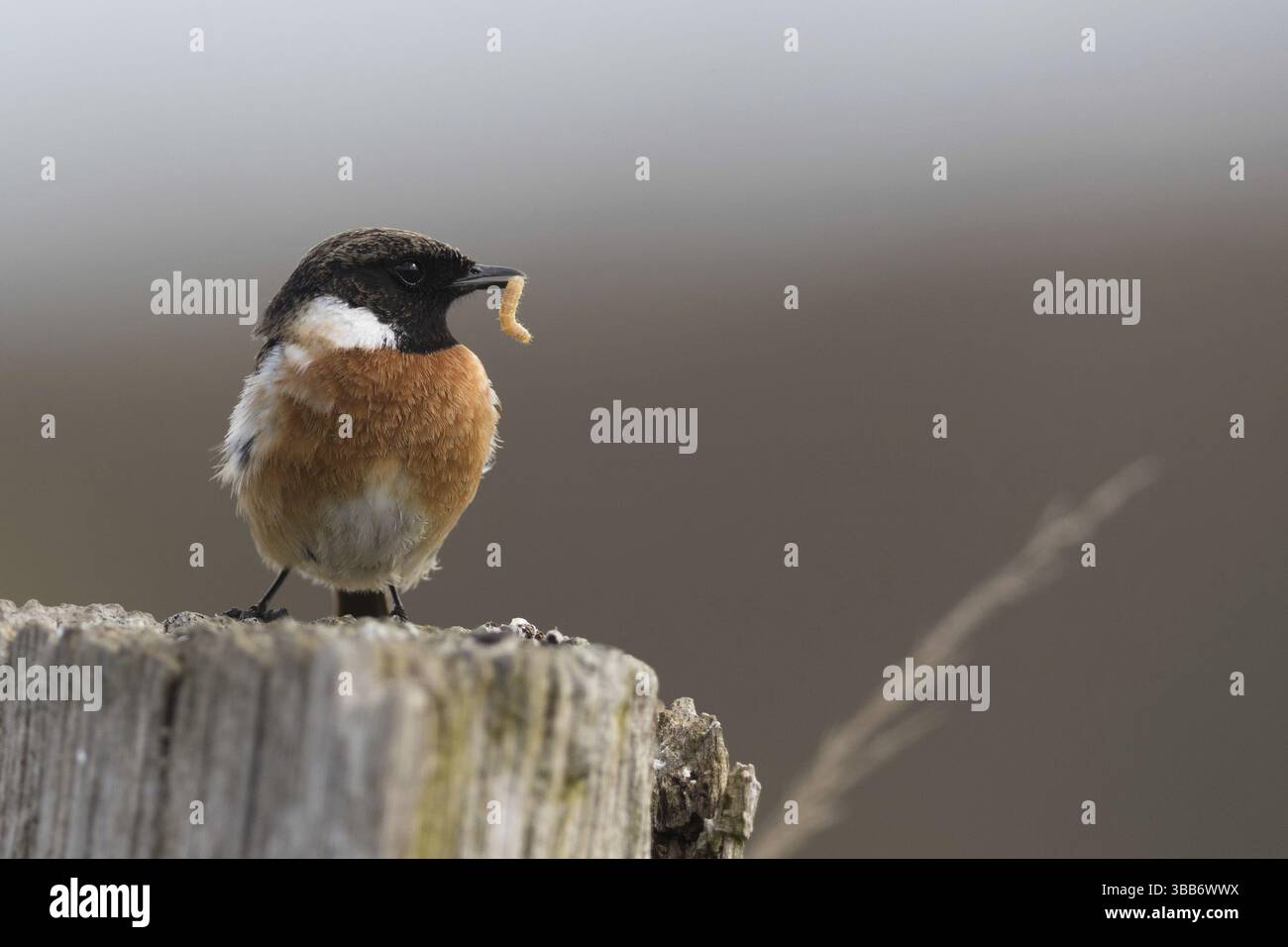 Mâle européen Stonechat (Saxicola rubicola) perché sur une pâle avec des proies de ver dans le bec, Mecklembourg-Poméranie occidentale, Allemagne, Europe Banque D'Images