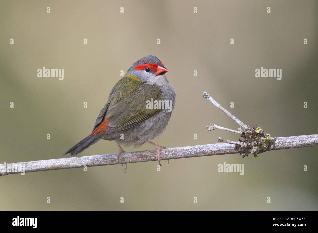 Finlandais à sourcils rouges (Neochmia temporalis) perché sur une branche, Queensland, Australie, Océanie Banque D'Images