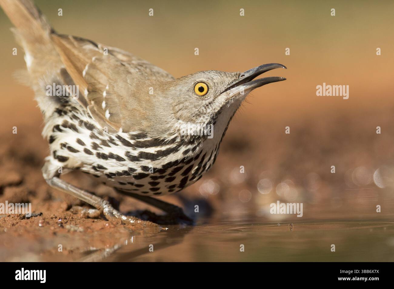 Thrasher à bec long (Toxostoma longirostre) buvant, Texas, États-Unis, Amérique du Nord Banque D'Images