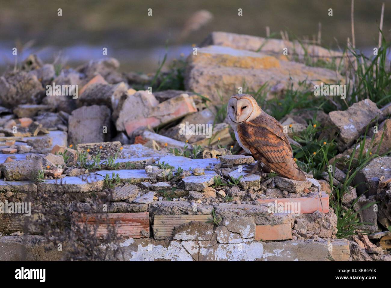 Western Barn Owl (Tyto alba) perché sur un vieux mur de briques, Andalousie, Espagne, Europe Banque D'Images