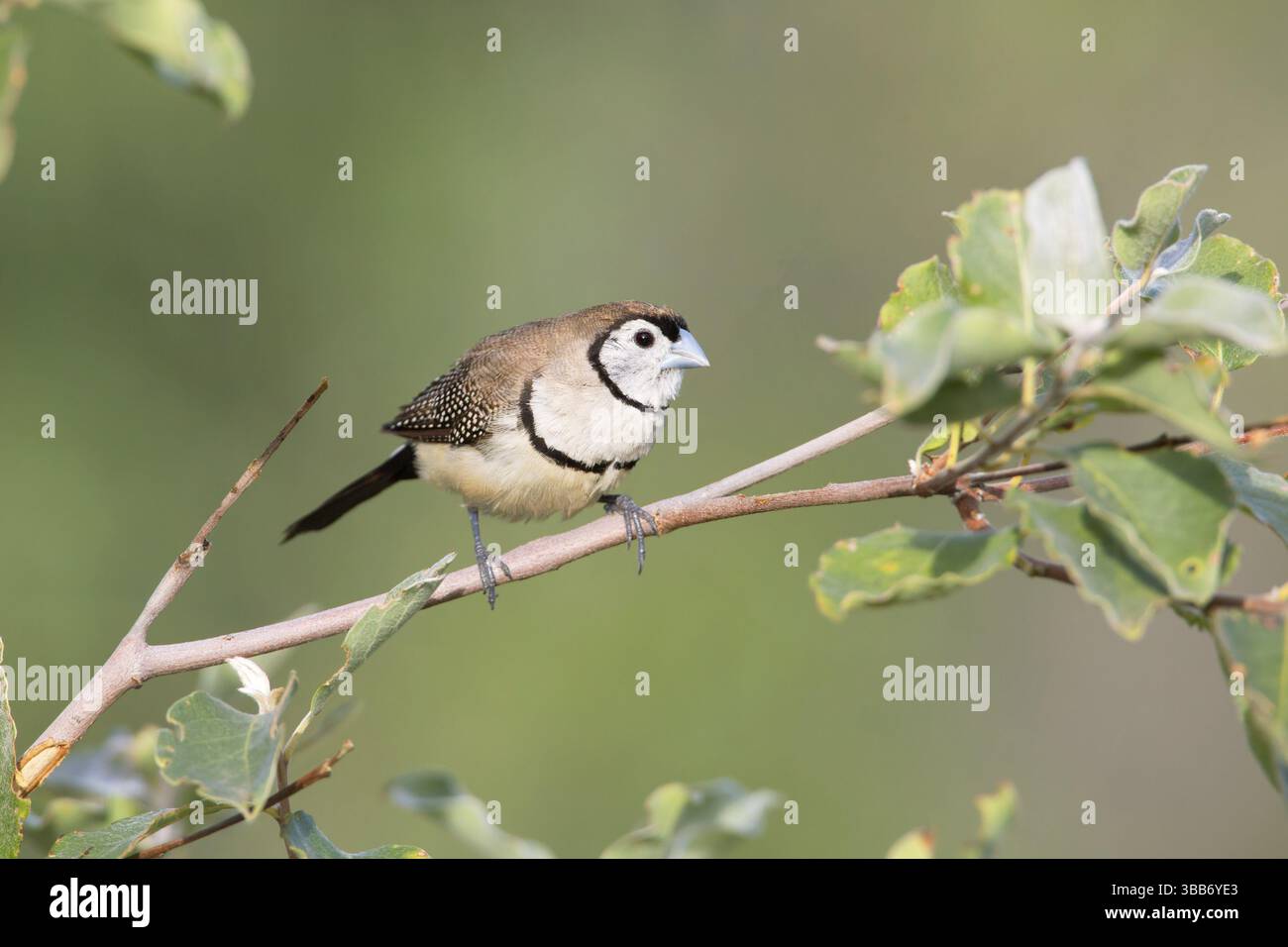 Finlandais à double barreau (Taeniopygia bichenovii), Queensland, Australie, Océanie Banque D'Images