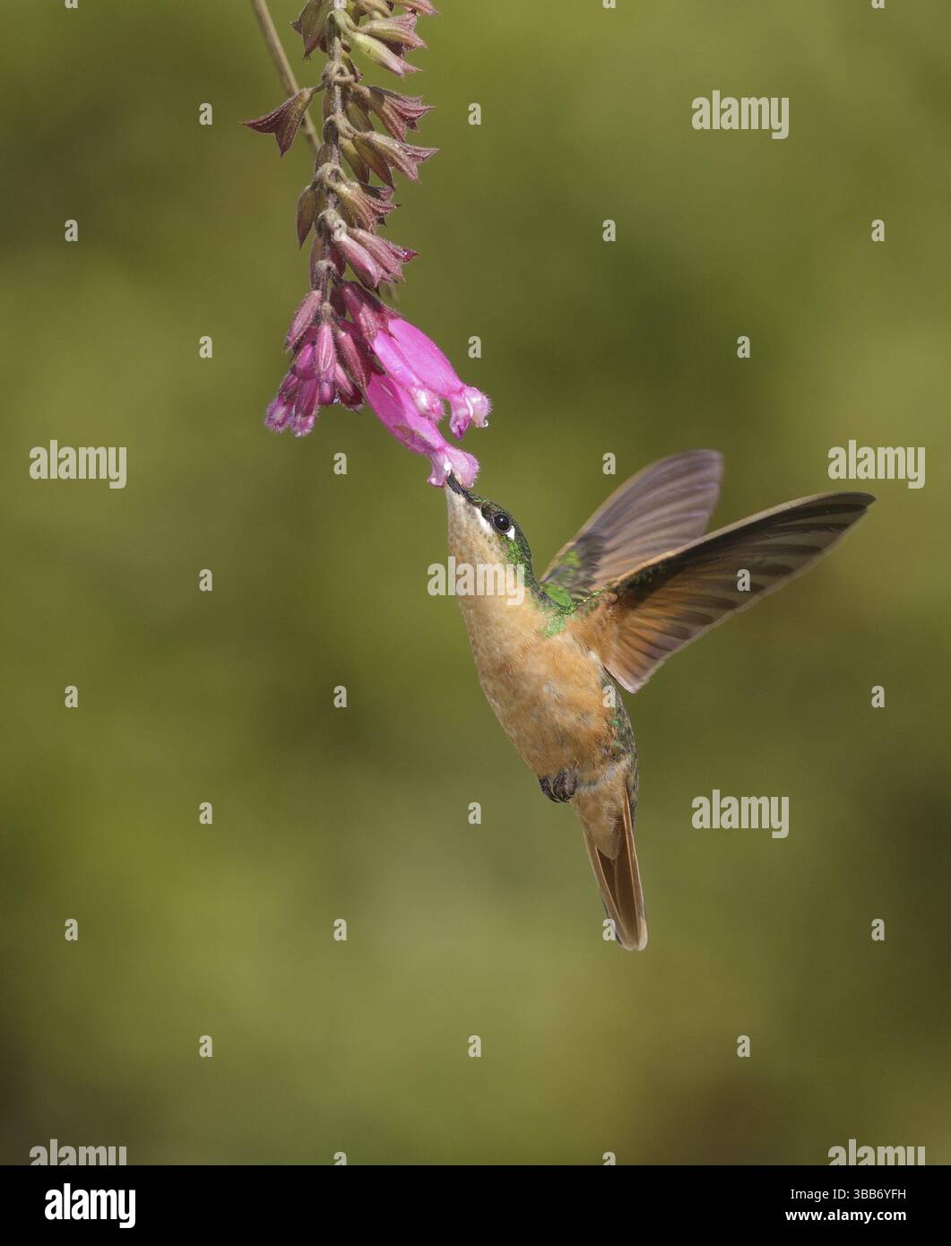 Ruby brésilien (Clytolaema rubricauda) femelle volant et se nourrissant à une fleur, Rio de Janeiro, Brésil, Amérique du Sud Banque D'Images