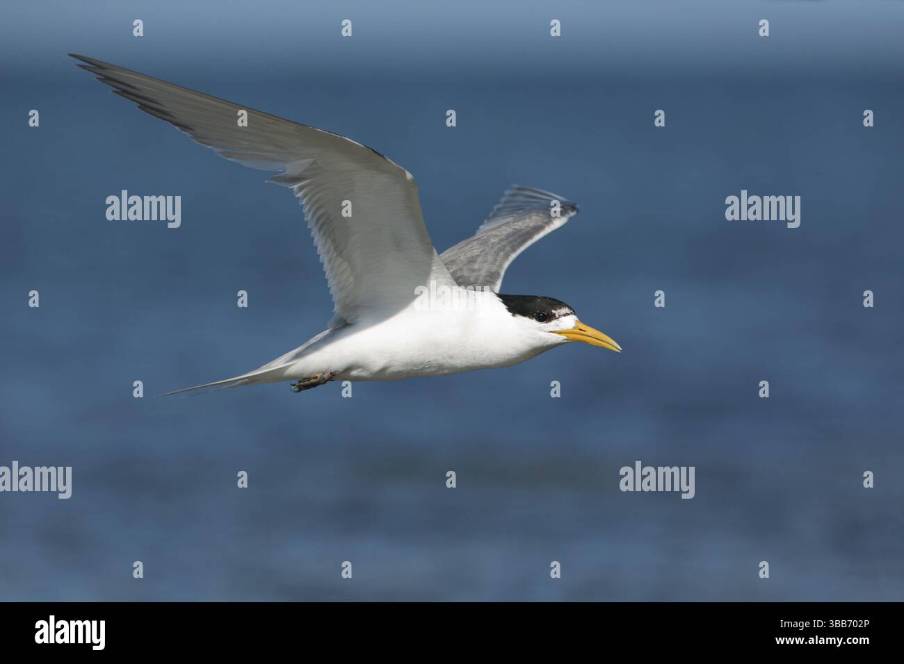 Greater Crested Tern (Thalasseus bergii) volant, Victoria, Australie, Océanie Banque D'Images