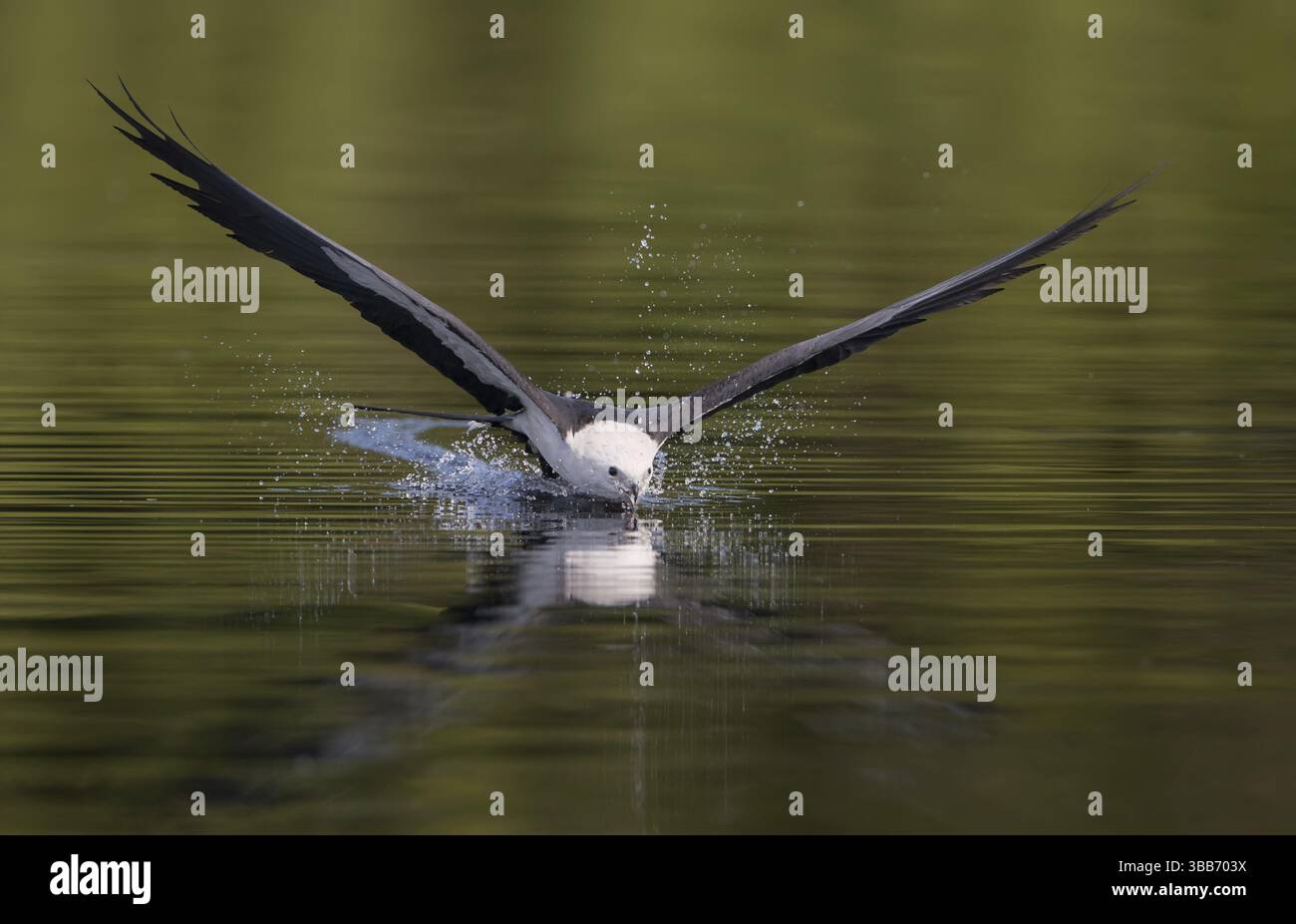 Cerf-volant à queue d'hirondelle (Elanoides forficatus) buvant en vol, Floride, États-Unis, Amérique du Nord Banque D'Images