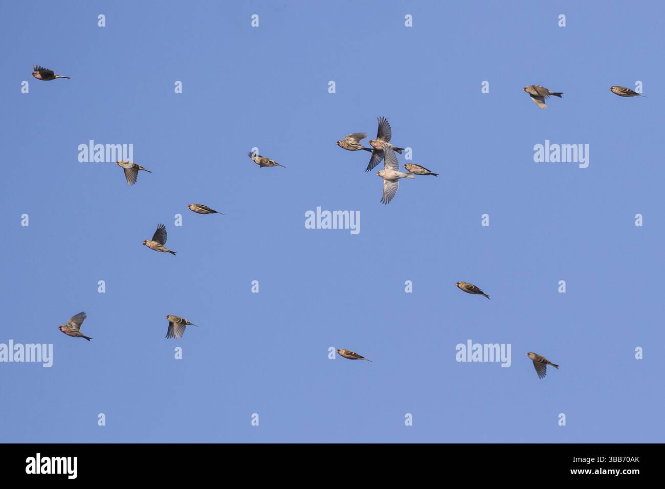 Arctic Redpoll & Common Redpoll (Acanthis hornemanni & Acanthis flammea) groupe en vol, pays-Bas Banque D'Images
