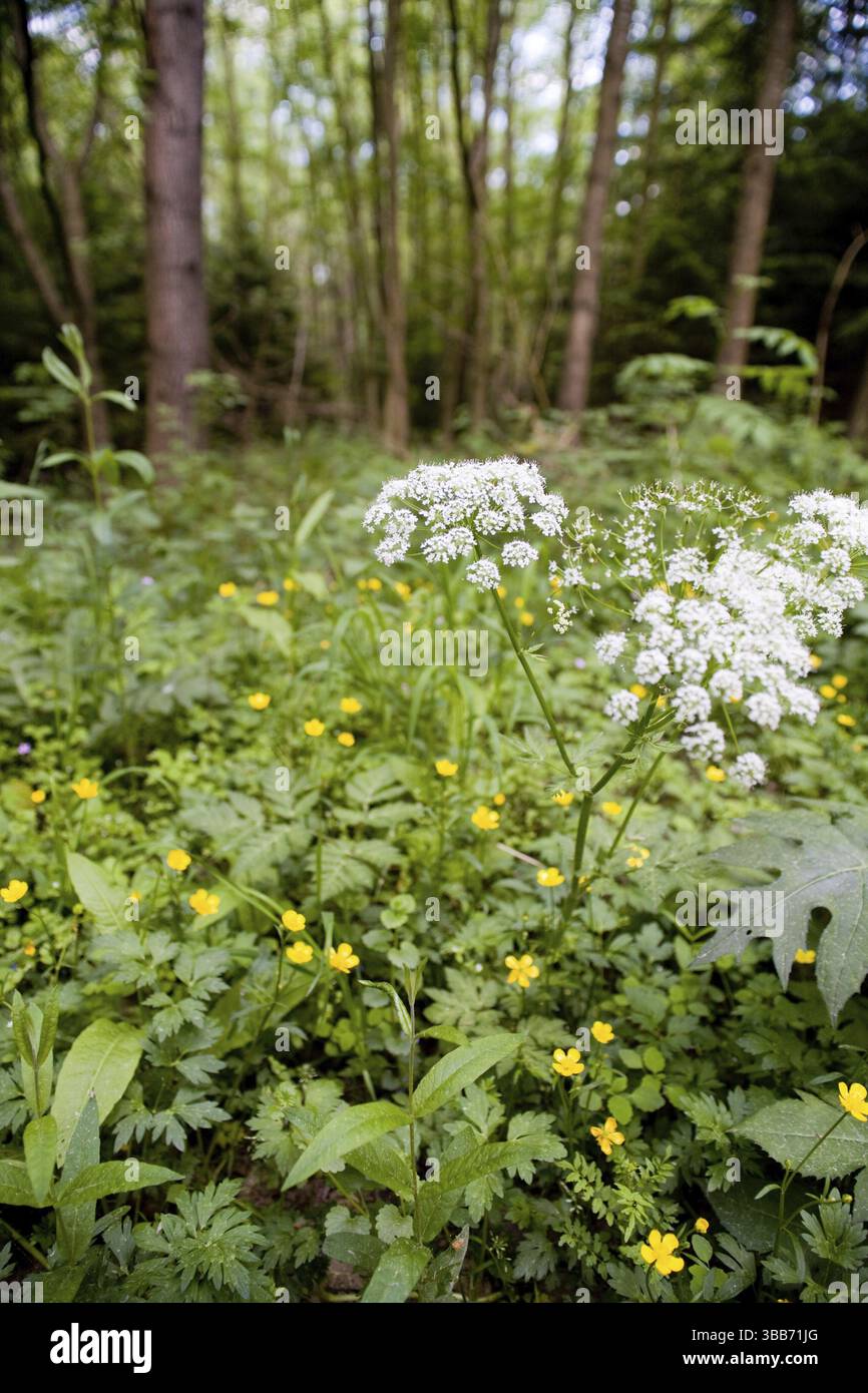 La scène forestière estivale. Une promenade dans les bois Banque D'Images