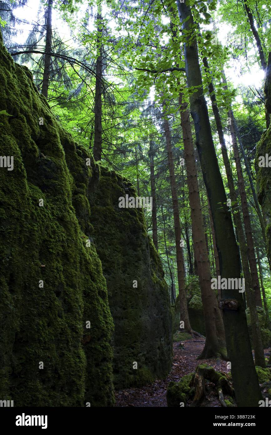 La scène forestière estivale. Une promenade dans les bois Banque D'Images