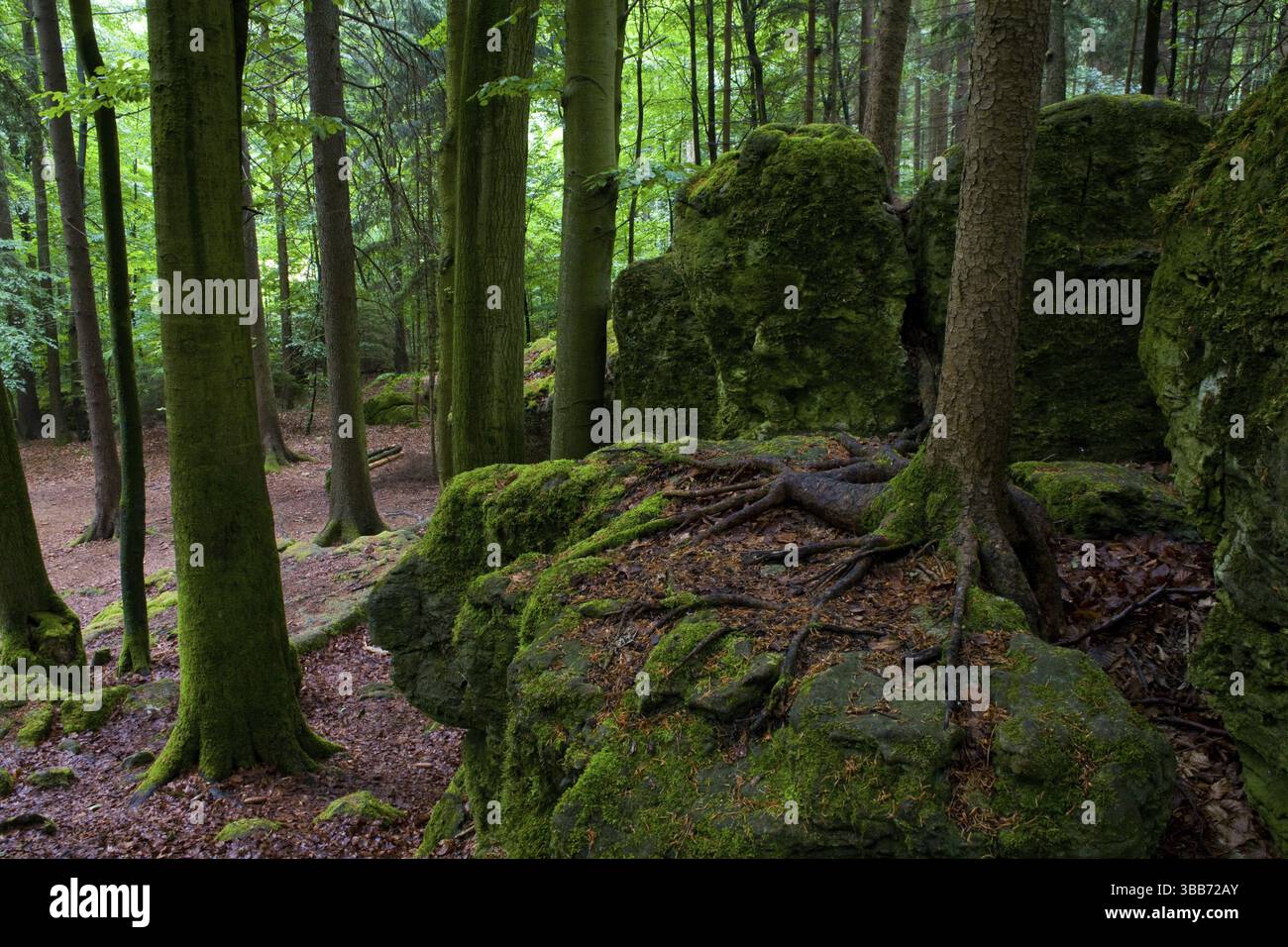 La scène forestière estivale. Une promenade dans les bois Banque D'Images