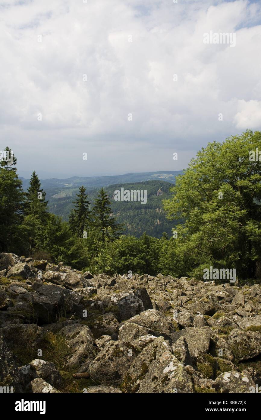 La scène forestière estivale. Une promenade dans les bois Banque D'Images