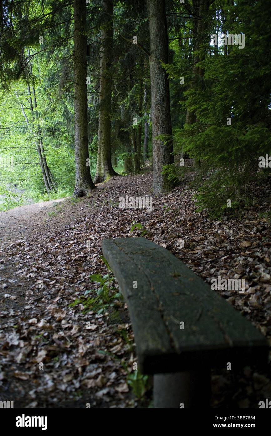La scène forestière estivale. Une promenade dans les bois Banque D'Images