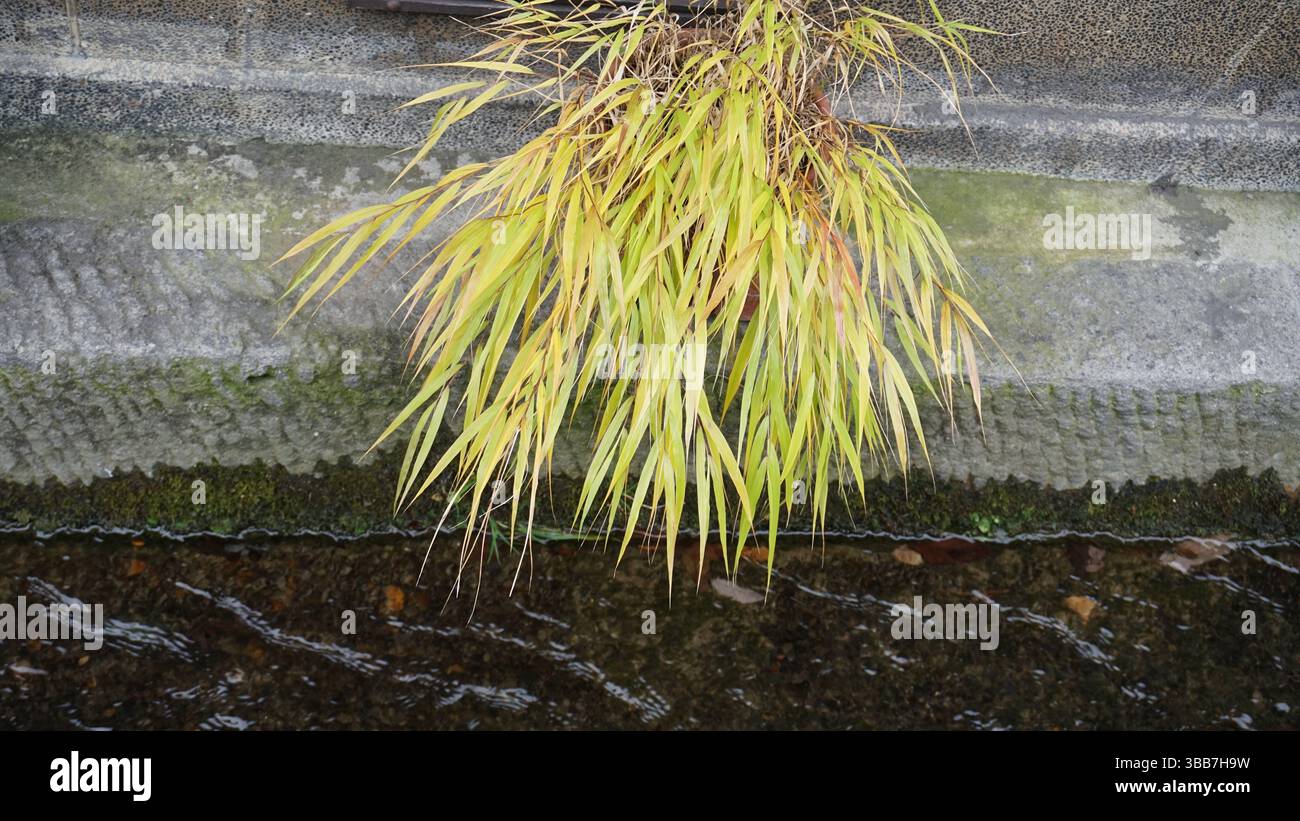 Takayama Cityscape : mélange de tradition et de nature Banque D'Images