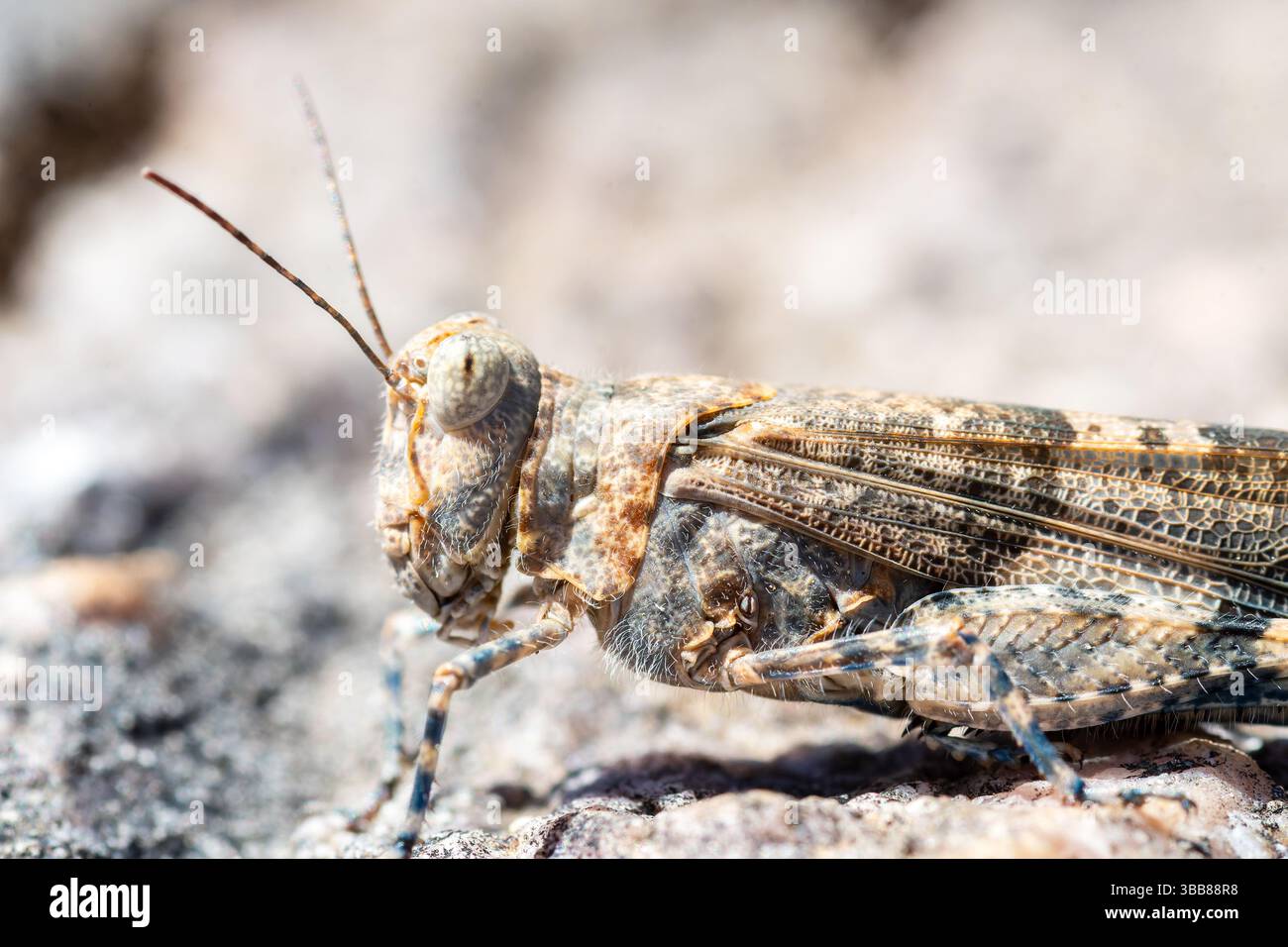 Sauterelle à ailes bleues (Sphingonotus caerulans) camouflée sur sol rocheux, famille Acrididae, Corse, France Banque D'Images