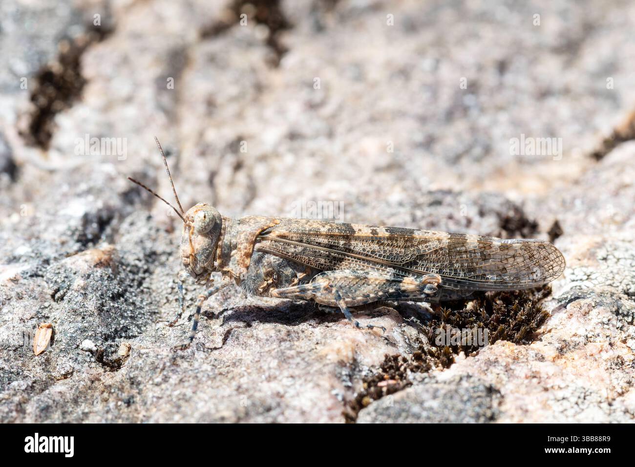 Sauterelle à ailes bleues (Sphingonotus caerulans) camouflée sur sol rocheux, famille Acrididae, Corse, France Banque D'Images