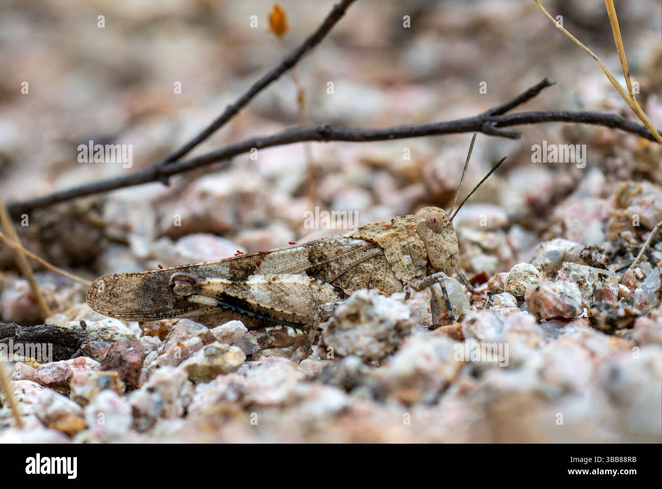 Sauterelle à ailes bleues (Oedipoda caerulescens) camouflée sur sol pierreux, famille Acrididae, Corse, France Banque D'Images