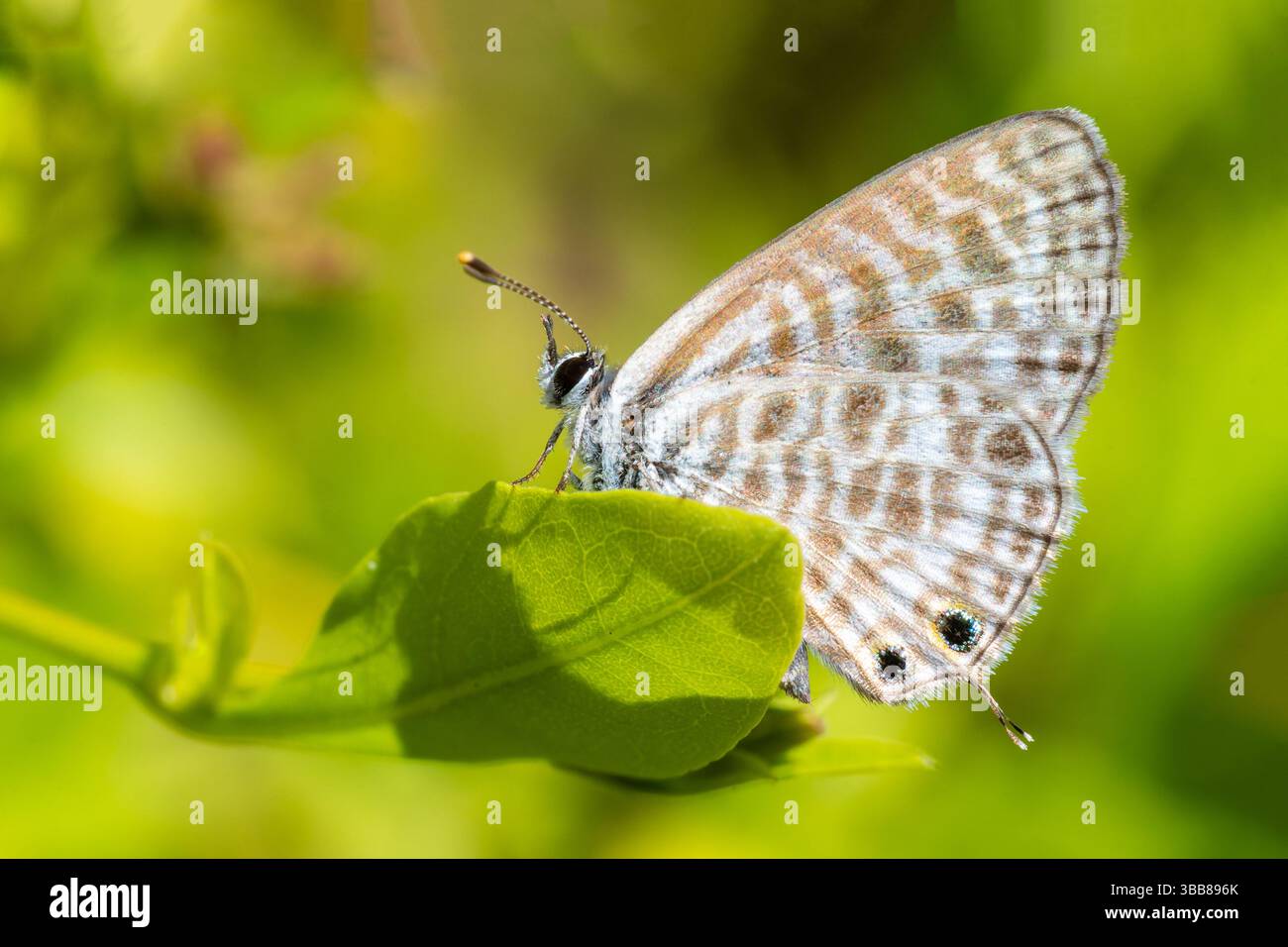 Bleu à queue courte de Lang (Leptotes pirithous) perché sur feuille verte, petit papillon Lycaenidae, Corse, France Banque D'Images