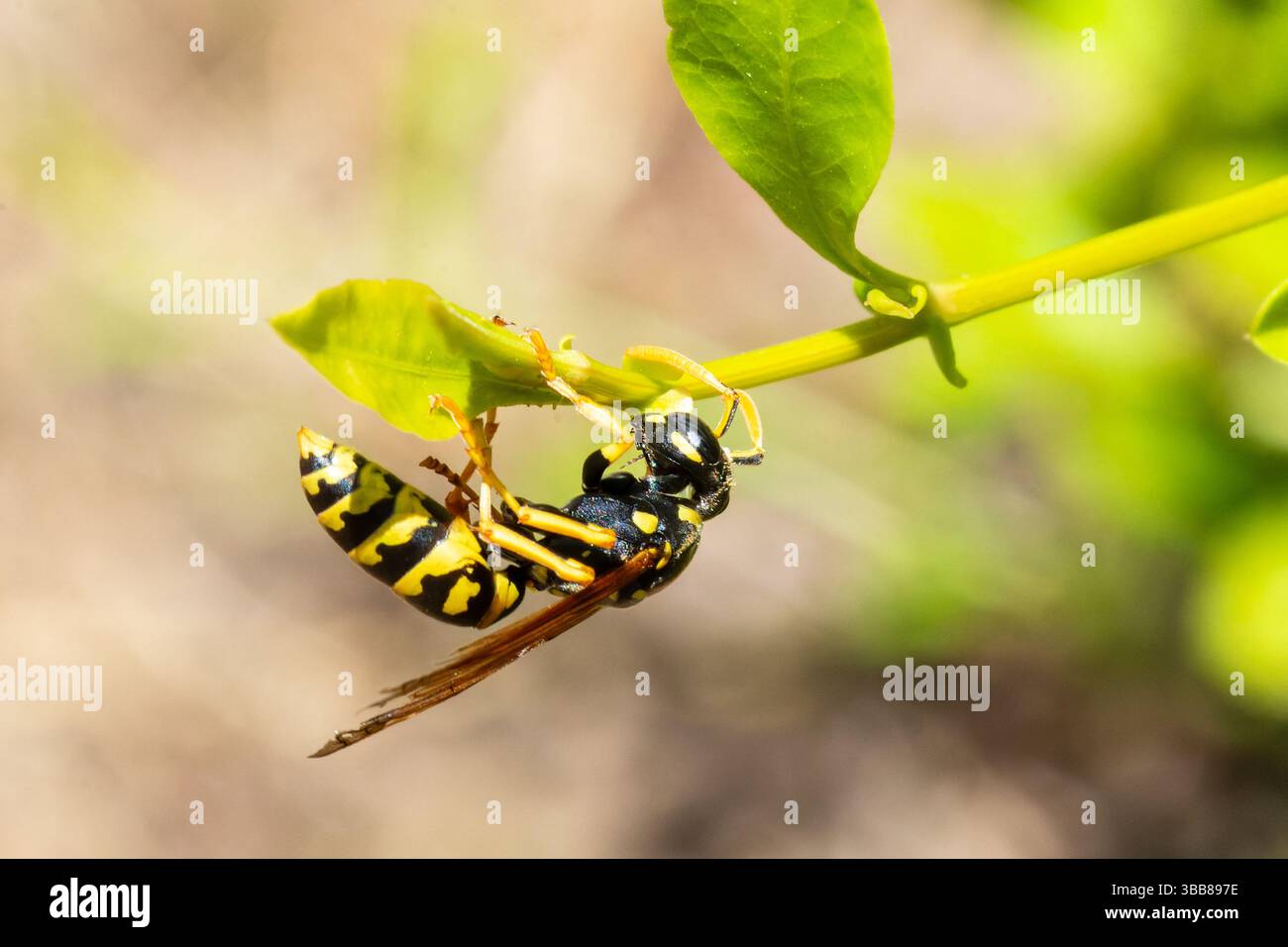 Macro d'une guêpe à papier européenne (Polistes dominula) reposant sur une feuille verte en Corse, France. Banque D'Images