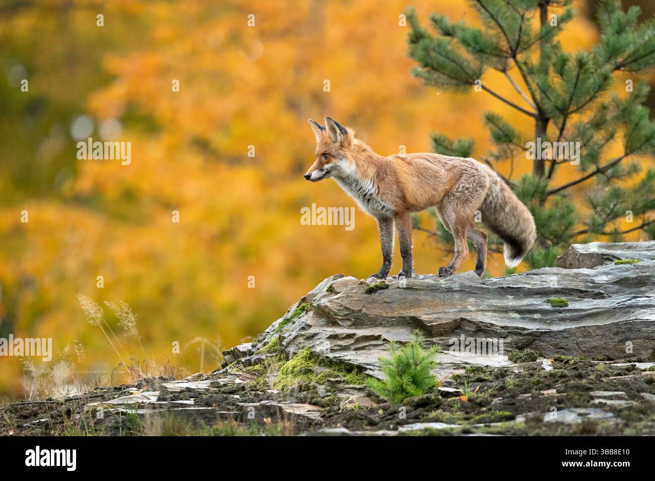 Le renard roux (Vulpes vulpes) est le plus grand des vrais renards et l'un des membres les plus largement distribués de l'ordre de Carnivora Banque D'Images