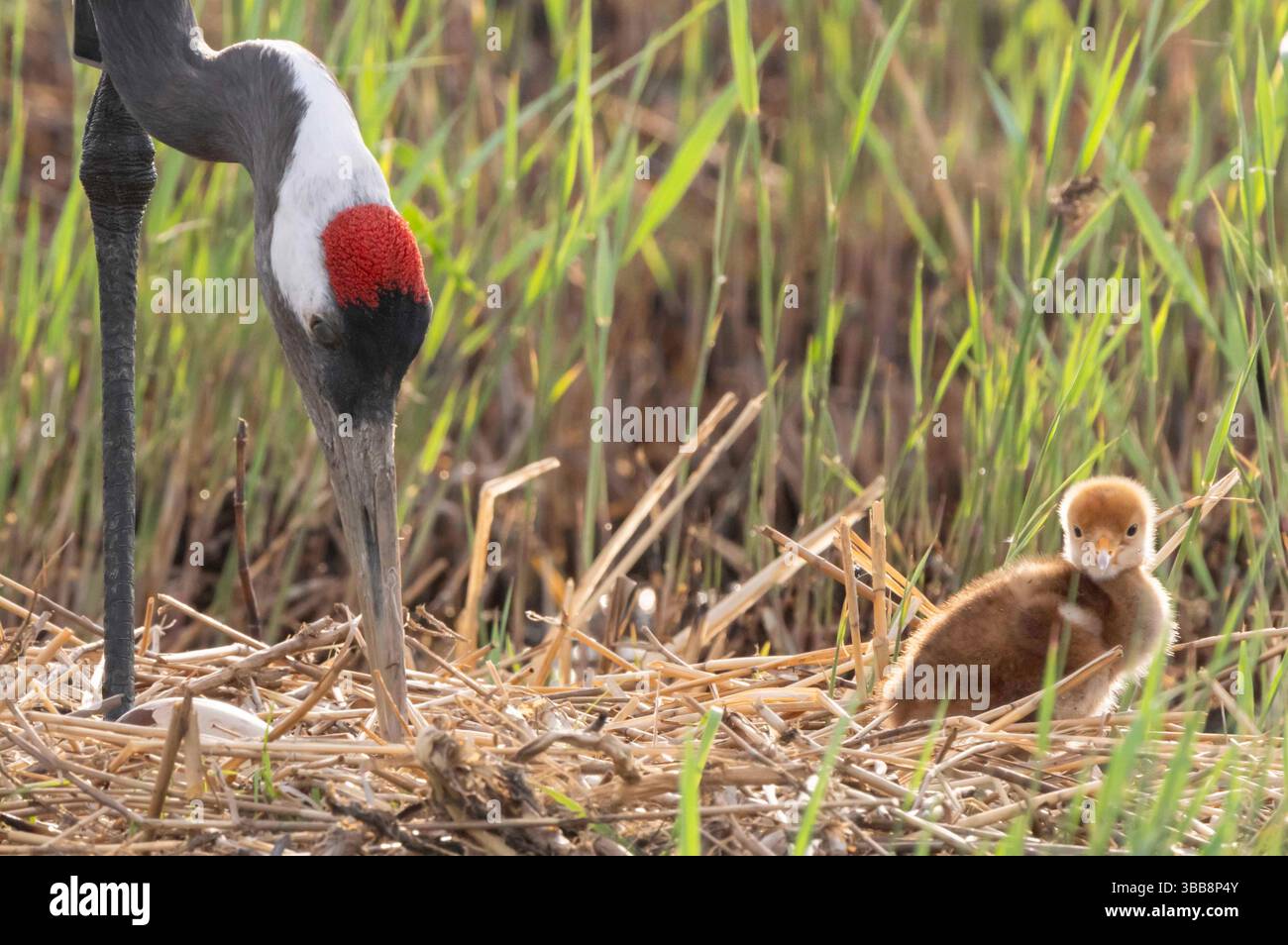 (250515) -- QIQIHAR, 15 mai 2025 (Xinhua) -- Un poussin de grue à couronne rouge est accompagné d'un oiseau adulte dans la réserve naturelle nationale de Zhalong à Qiqihar, dans la province du Heilongjiang, au nord-est de la Chine, le 14 mai 2025. Les grues à couronne rouge élevées en captivité dans la réserve naturelle nationale de Zhalong à Qiqihar sont récemment entrées dans leur saison de reproduction, avec de nombreux couples de grues accueillant de nouveaux descendants. Avec une superficie totale de 2 100 kilomètres carrés, la réserve est surnommée « la maison des grues à couronne rouge » en Chine, et sert de plus grand habitat de grues à couronne rouge au monde et de plus grand réensouillage de grues à couronne rouge élevées en captivité Banque D'Images