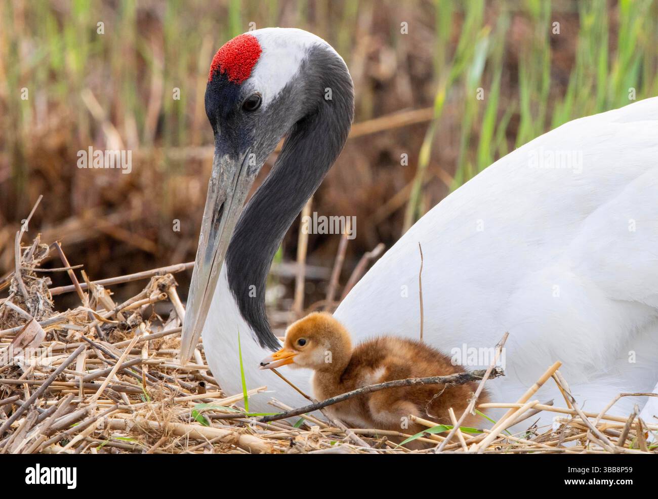(250515) -- QIQIHAR, 15 mai 2025 (Xinhua) -- Un poussin de grue à couronne rouge est accompagné d'un oiseau adulte dans la réserve naturelle nationale de Zhalong à Qiqihar, dans la province du Heilongjiang, au nord-est de la Chine, le 14 mai 2025. Les grues à couronne rouge élevées en captivité dans la réserve naturelle nationale de Zhalong à Qiqihar sont récemment entrées dans leur saison de reproduction, avec de nombreux couples de grues accueillant de nouveaux descendants. Avec une superficie totale de 2 100 kilomètres carrés, la réserve est surnommée « la maison des grues à couronne rouge » en Chine, et sert de plus grand habitat de grues à couronne rouge au monde et de plus grand réensouillage de grues à couronne rouge élevées en captivité Banque D'Images