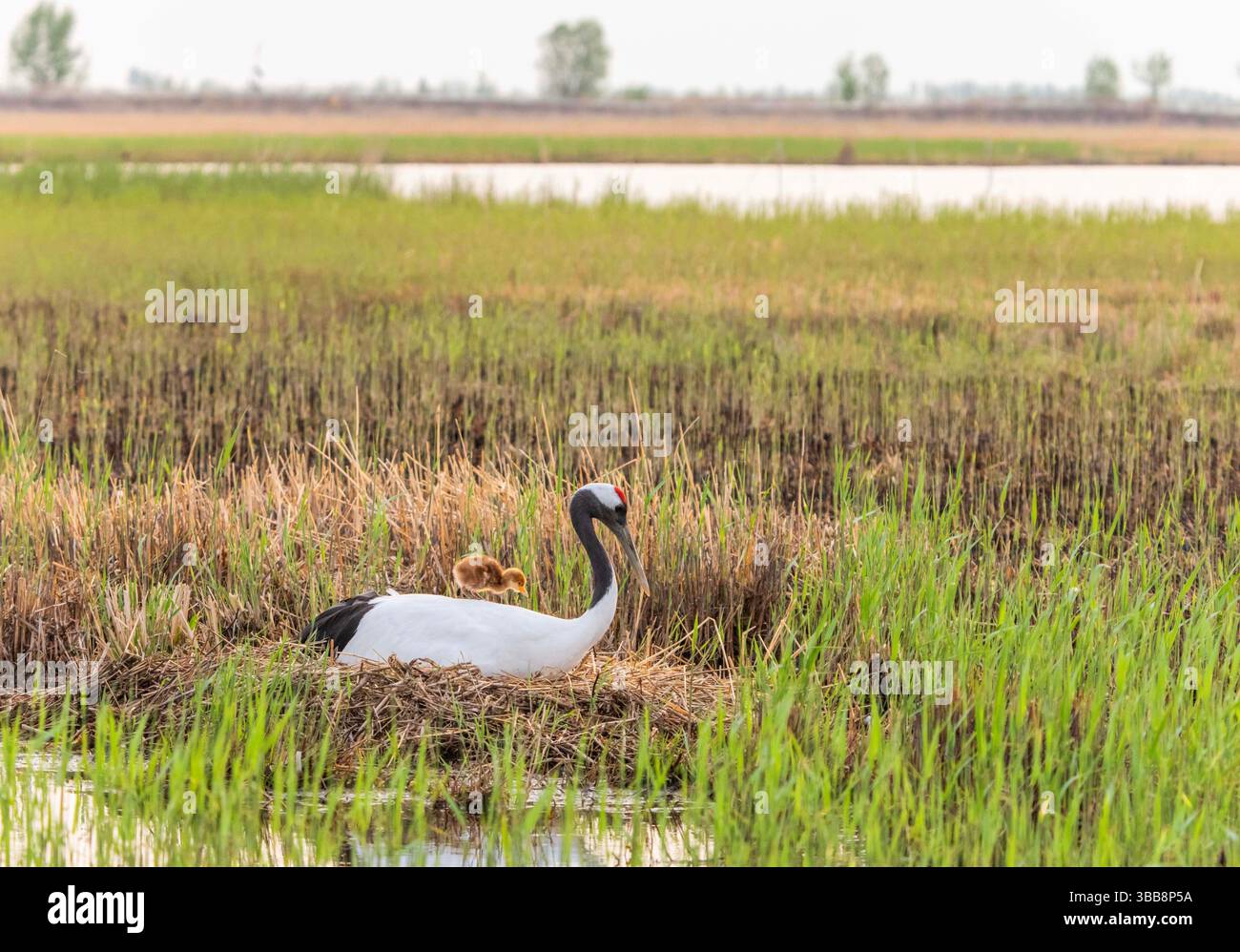(250515) -- QIQIHAR, 15 mai 2025 (Xinhua) -- Un oiseau adulte porte une grue à couronne rouge sur le dos dans la réserve naturelle nationale de Zhalong à Qiqihar, dans la province du Heilongjiang, au nord-est de la Chine, le 14 mai 2025. Les grues à couronne rouge élevées en captivité dans la réserve naturelle nationale de Zhalong à Qiqihar sont récemment entrées dans leur saison de reproduction, avec de nombreux couples de grues accueillant de nouveaux descendants. Avec une superficie totale de 2 100 kilomètres carrés, la réserve est surnommée « maison des grues à couronne rouge » en Chine, et sert de plus grand habitat de grues à couronne rouge au monde et de plus grande grue à couronne rouge élevée en captivité Banque D'Images