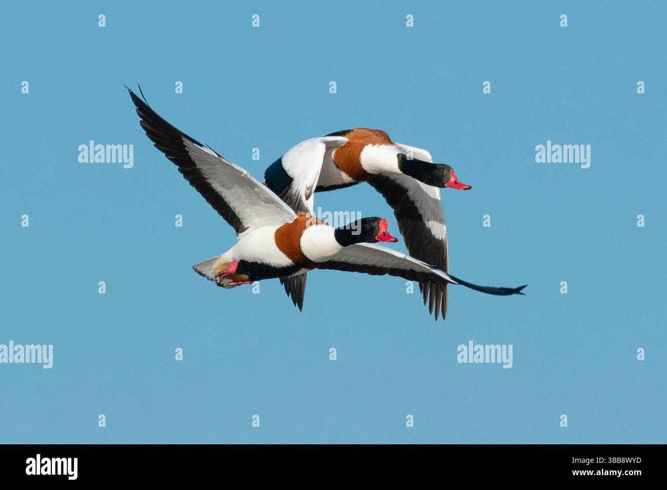 Arnside, Milnthorpe, Cumbria, Royaume-Uni. 15 mai 2025. Shelducks volant en formation très proche au-dessus de la mer à Arnside, Milnthorpe, Cumbria, UK crédit : John Eveson/Alamy Live News Banque D'Images