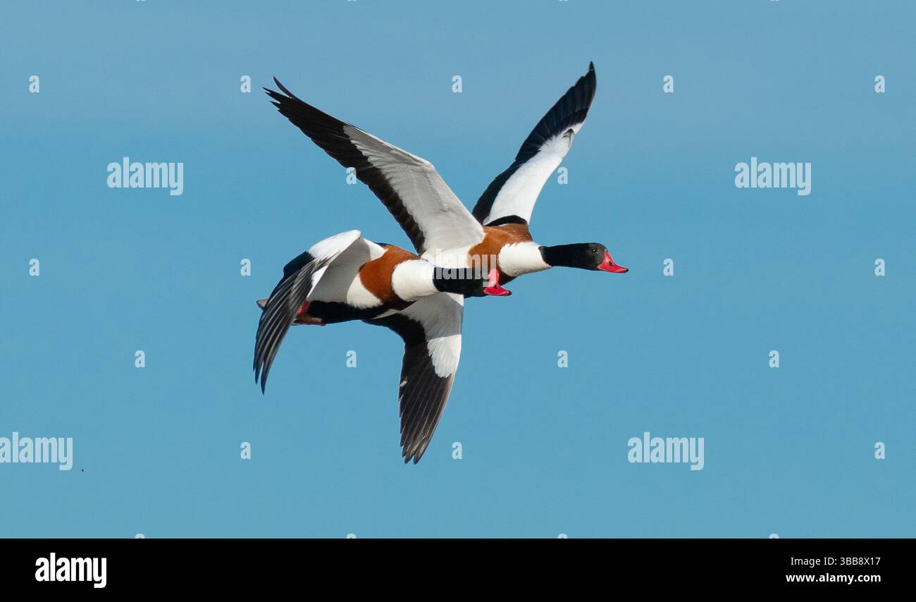 Arnside, Milnthorpe, Cumbria, Royaume-Uni. 15 mai 2025. Shelducks volant en formation très proche au-dessus de la mer à Arnside, Milnthorpe, Cumbria, UK crédit : John Eveson/Alamy Live News Banque D'Images