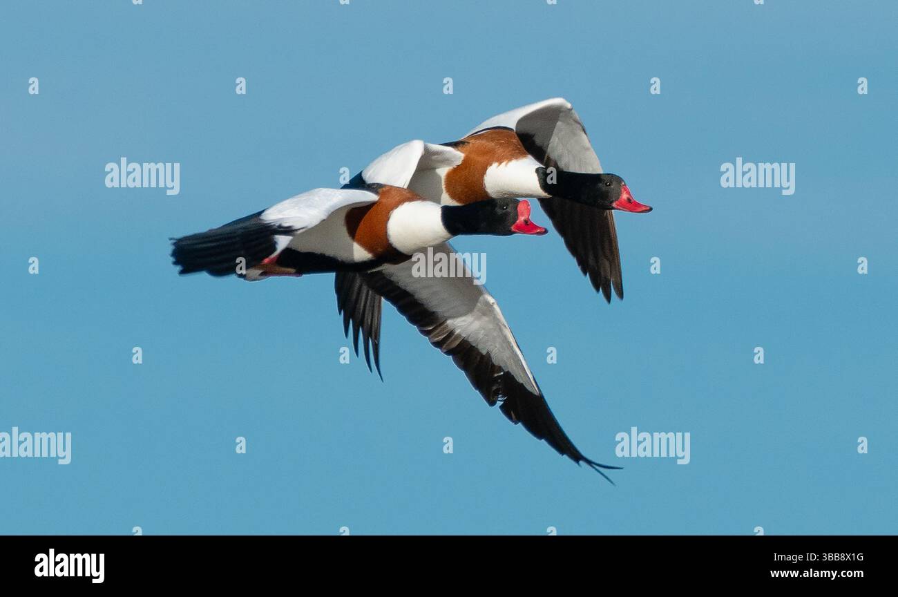 Arnside, Milnthorpe, Cumbria, Royaume-Uni. 15 mai 2025. Shelducks volant en formation très proche au-dessus de la mer à Arnside, Milnthorpe, Cumbria, UK crédit : John Eveson/Alamy Live News Banque D'Images