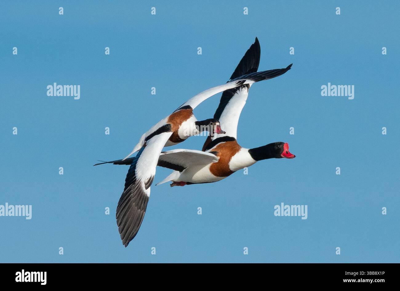 Arnside, Milnthorpe, Cumbria, Royaume-Uni. 15 mai 2025. Shelducks volant en formation très proche au-dessus de la mer à Arnside, Milnthorpe, Cumbria, UK crédit : John Eveson/Alamy Live News Banque D'Images