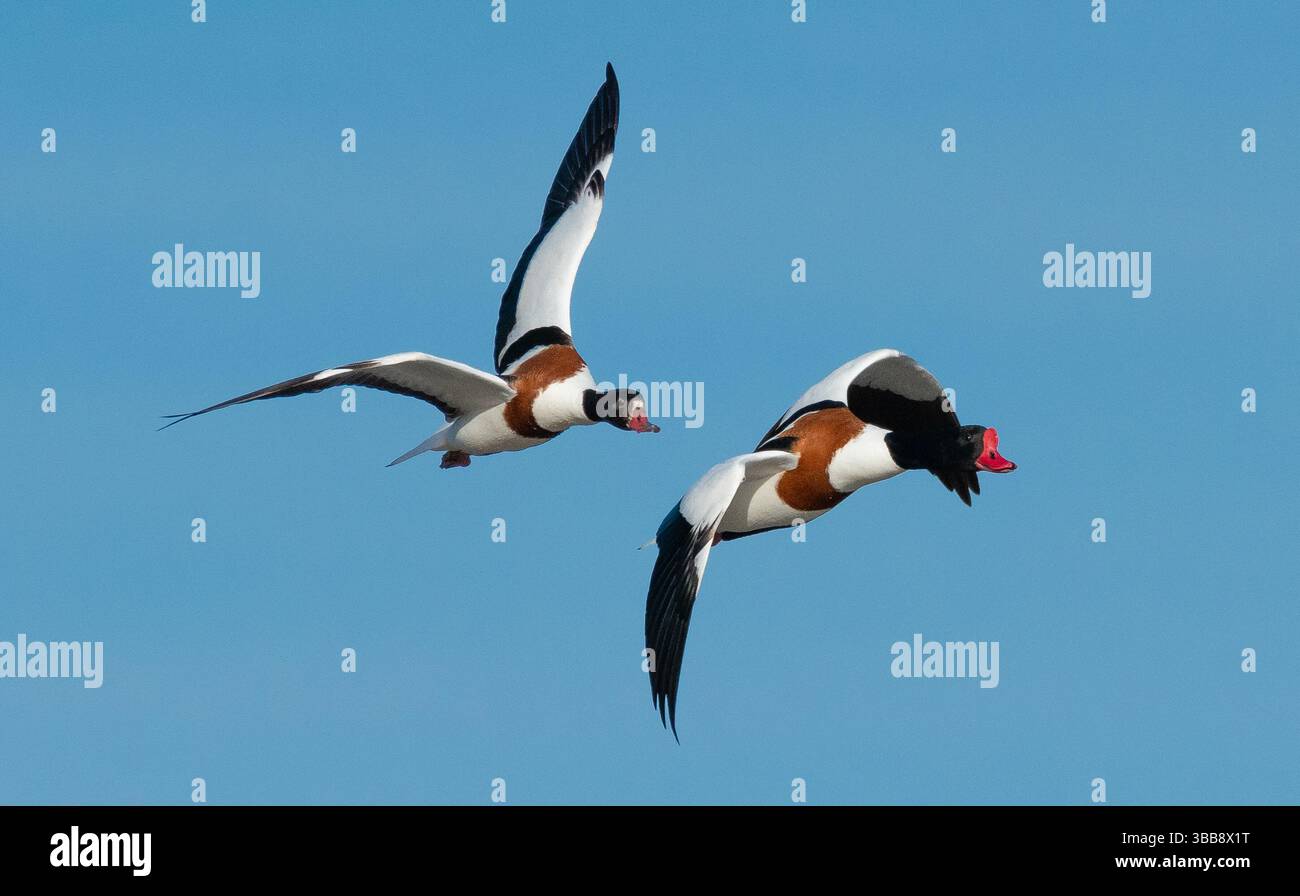 Arnside, Milnthorpe, Cumbria, Royaume-Uni. 15 mai 2025. Shelducks volant en formation très proche au-dessus de la mer à Arnside, Milnthorpe, Cumbria, UK crédit : John Eveson/Alamy Live News Banque D'Images