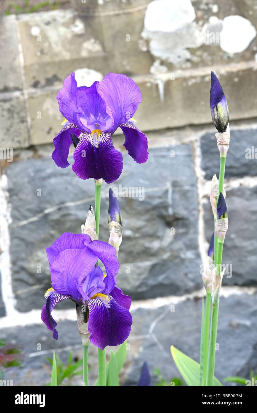 Fleurs violettes de début d'été à deux tons d'iris barbu sable UK Garden May Banque D'Images
