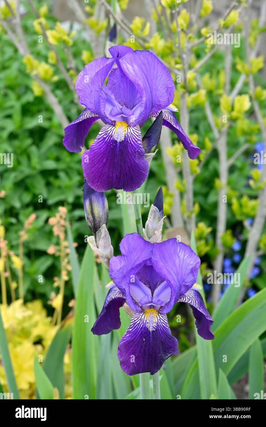 Fleurs violettes de début d'été à deux tons d'iris barbu sable UK Garden May Banque D'Images