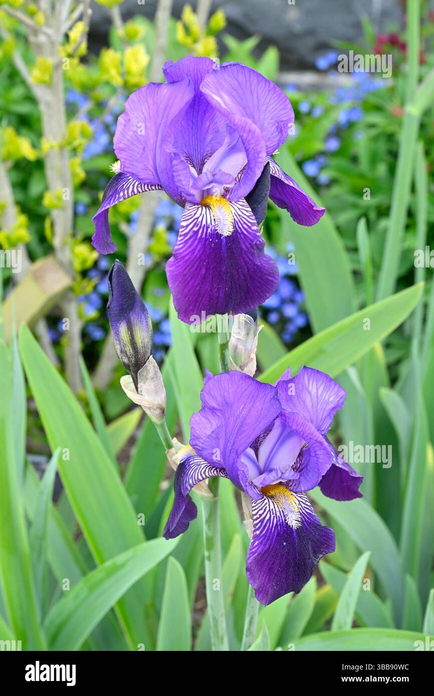 Fleurs violettes de début d'été à deux tons d'iris barbu sable UK Garden May Banque D'Images