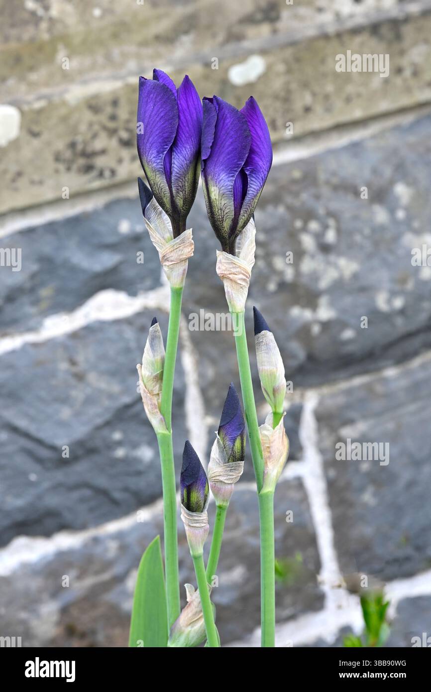 Fleurs violettes de début d'été à deux tons d'iris barbu sable UK Garden May Banque D'Images