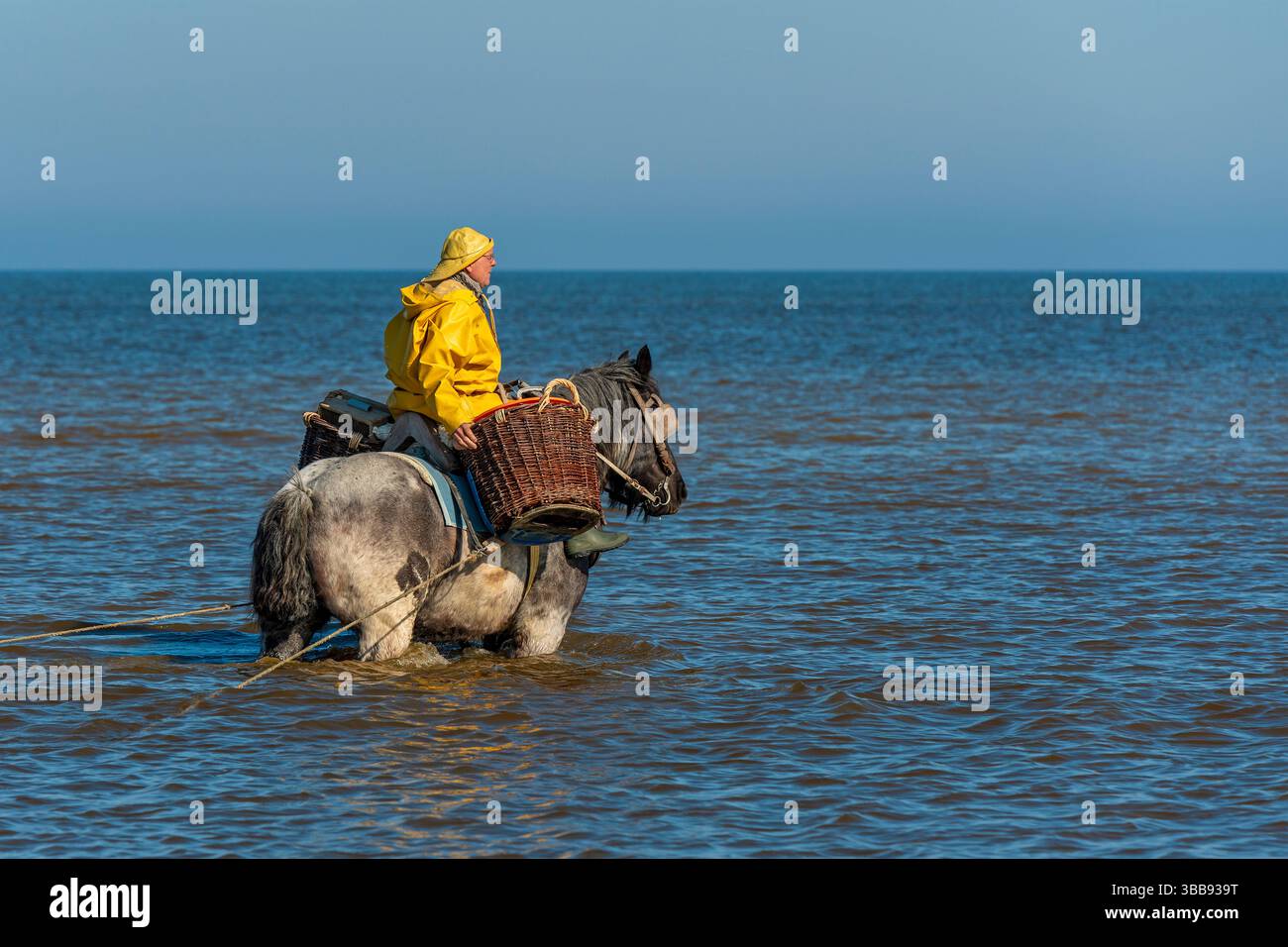 Pêcheur de crevettes à cheval en mer du Nord avec cheval de trait du Brabant belge, Oostduinkerke, Belgique. Banque D'Images