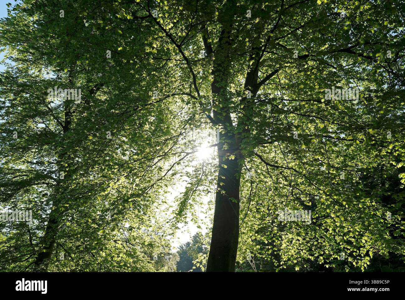 lumière du soleil rétroéclairée à travers des feuilles de printemps vert vif dans un cadre boisé, norfolk, angleterre Banque D'Images