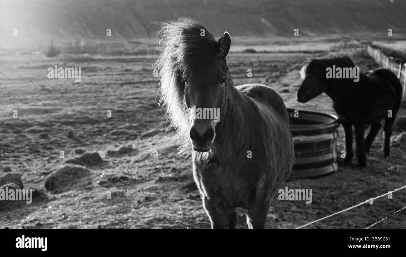 Chevaux islandais gratuits Banque D'Images