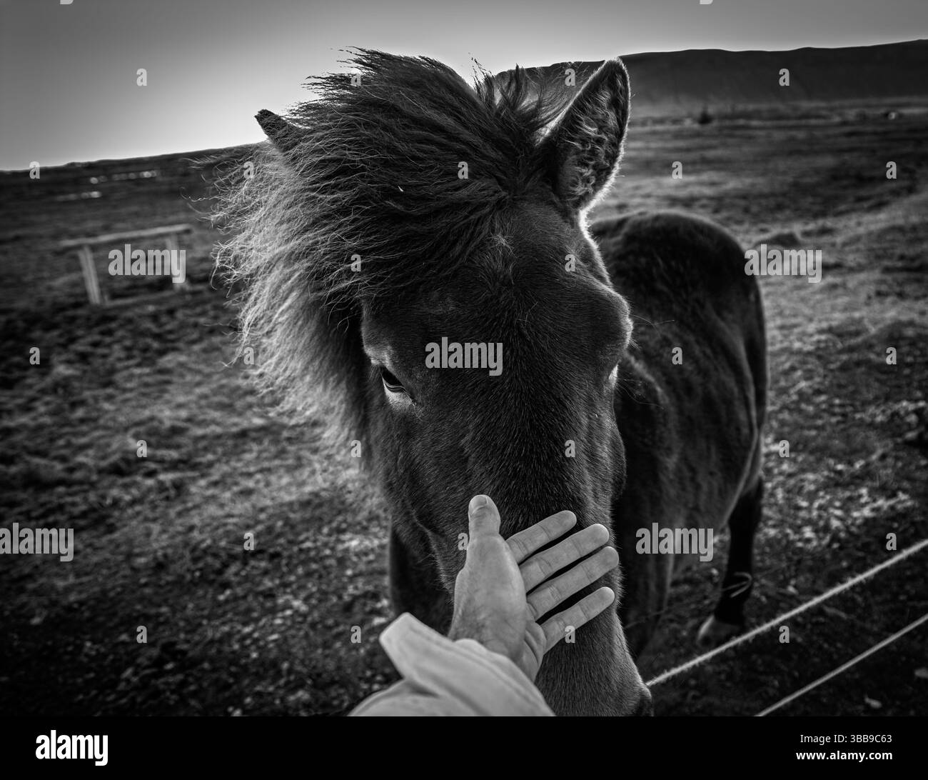 Chevaux islandais gratuits Banque D'Images