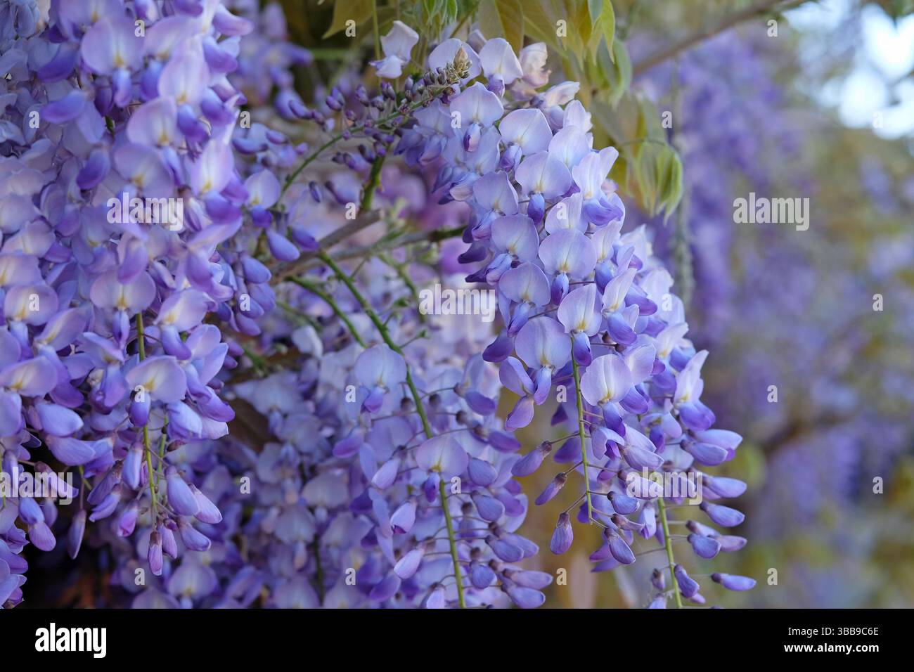 blue wisteria sinensis prolific, norfolk, angleterre Banque D'Images