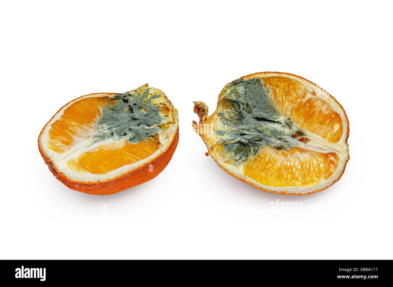 Deux moitiés d'orange recouvertes de pourriture et de champignons contre blanc. Moisissure foncée gris-vert sur la surface de la pulpe orange. Banque D'Images