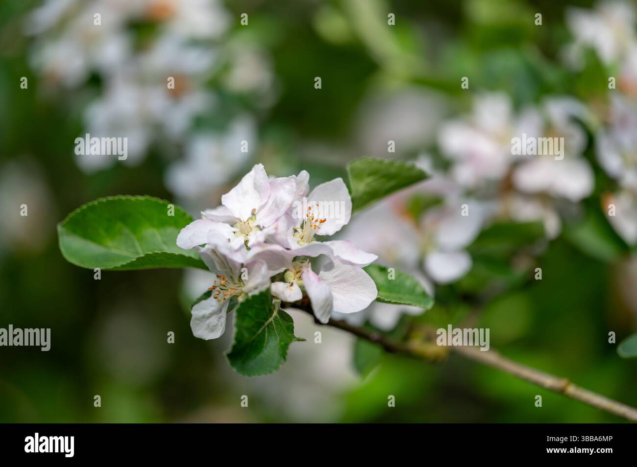 Gros plan de fleurs de pomme (Malus domestica) en fleurs dans une douce lumière printanière. Les délicats pétales et bourgeons blancs capturent l'essence de la beauté du verger A. Banque D'Images